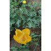 588970-glaucium-flavum