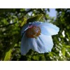 597540-meconopsis-grandis