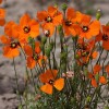 604782-stylomecon-heterophylla