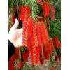 641230-callistemon-viminalis