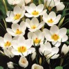 734040-crocus-chrysanthus-hybriden-ard-schenk