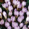 734050-crocus-chrysanthus-hybriden-blue-pearl