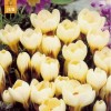 734070-crocus-chrysanthus-hybriden-cream-beauty