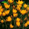734080-crocus-chrysanthus-hybriden-fuscotinctus