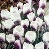 734100-crocus-chrysanthus-hybriden-prins-claus