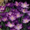 734120-crocus-chrysanthus-hybriden-ruby-giant