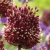 734263-allium-amethystinum-red-mohican