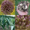 734265-allium-ampeloprasum