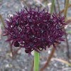 734270-allium-atropurpureum