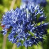 734300-allium-caeruleum