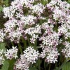 734305-allium-cameleon