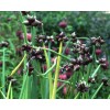 734325-allium-cepa-var-viviparum