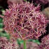 734330-allium-christophii