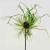 734380-allium-vineale-hair