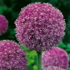 734390-allium-hybriden-his-excellency