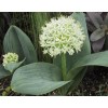 734410-allium-karataviense-ivory-queen