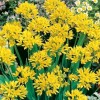 734420-allium-moly