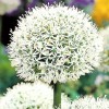 734440-allium-mont-blanc