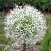 734445-allium-stipitatum-mount-everest