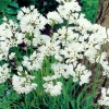 734460-allium-neapolitanum