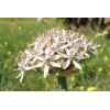 734465-allium-nigrum