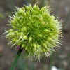 734468-allium-obliquum