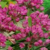 734480-allium-oreophilum