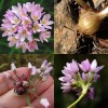 734515-allium-roseum