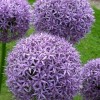 734520-allium-round-and-purple-ambassador