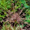 734530-allium-schubertii
