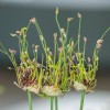 734535-allium-scorodoprasum-art