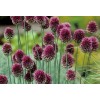 734540-allium-sphaerocephalon