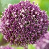 734545-allium-summer-drummer