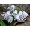 734550-allium-triquetrum