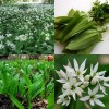734560-allium-ursinum