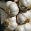 734580-allium-sativum