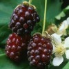 818610-braamboos-thornless-boysenberry