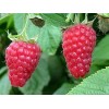818620-braamboos-tayberry-buckingham
