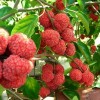 819061-che-fruit-seedless-che-parthenos