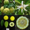 819085-citronelle