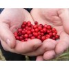 819100-cranberry-early-black