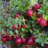 819105-cranberry-howes