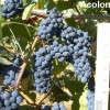 820040-blauwe-buitendruif-acolon