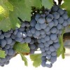 820050-blauwe-buitendruif-agria-vb5-02-cabernet-jura