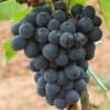 820090-blauwe-buitendruif-bolero