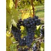 820120-blauwe-buitendruif-chambourcin-cabernet-cortis