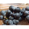 820140-blauwe-buitendruif-dirju-early-campbell-ontario