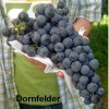 820150-blauwe-buitendruif-dornfelder