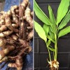 831567-gember-mango