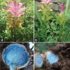 831568-gember-blauwe-turmeric